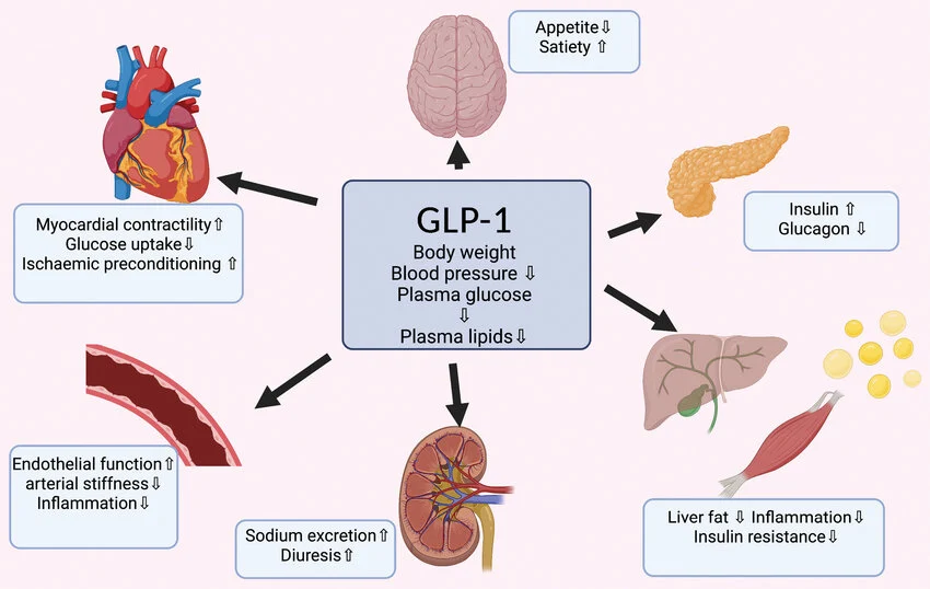 Biologische werking van glp-1 receptoragonisten bij het verbranden van visceraal vet