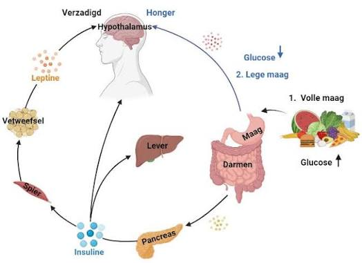 Diagnostische analyse van metabole factoren en gewichtsverlies oorzaken