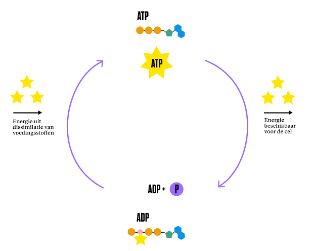 Diagnostische analyse van metabole factoren en onbedoeld gewichtsverlies