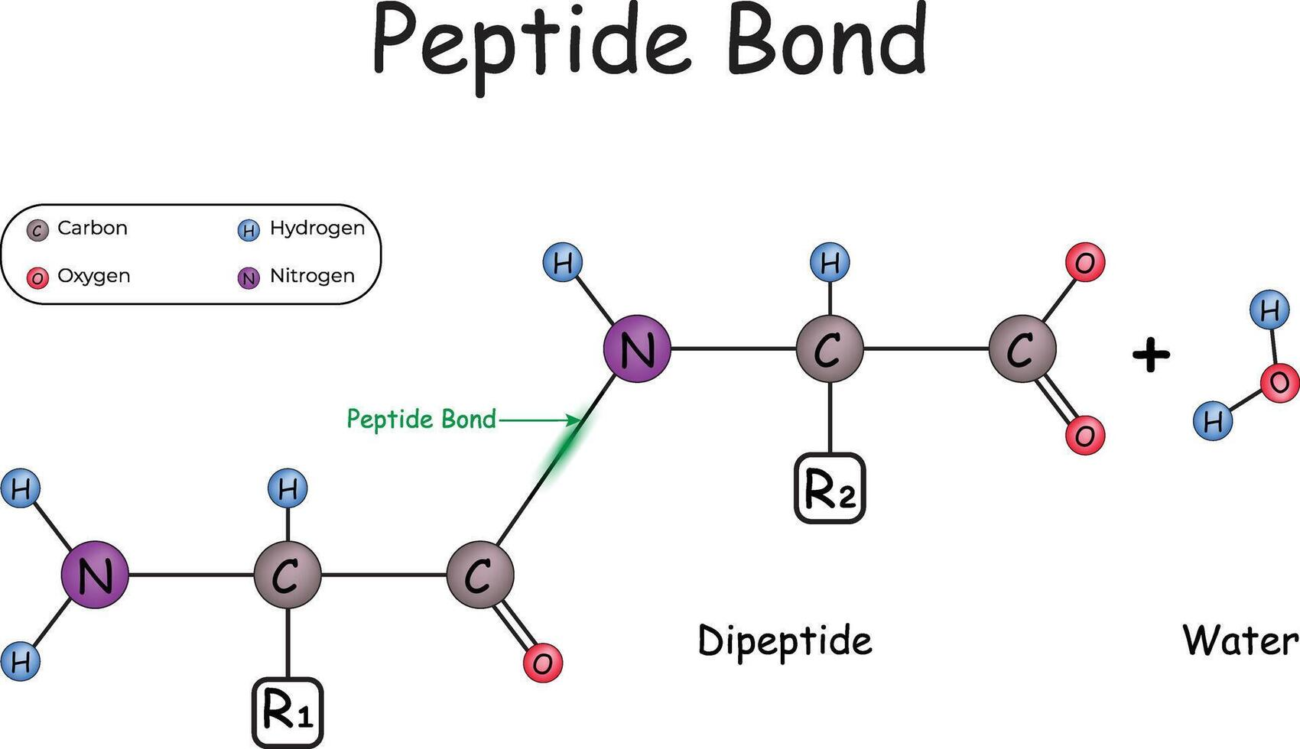 De moleculaire weergave van een peptide die de basis vormt voor essentiële eiwitten in ons lichaam