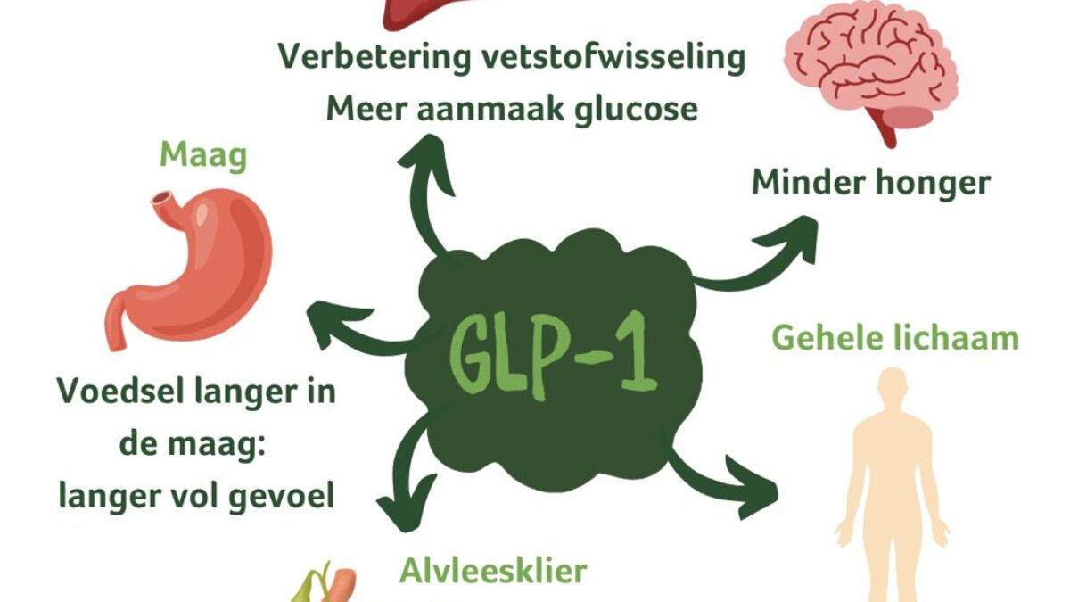 De fysiologische werking van het glp-1 hormoon op de maag en de hersenen voor gewichtsverlies