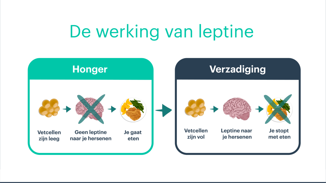 Medische weergave van de hormonale regulatie van eetlust en verzadiging bij gewichtsverlies