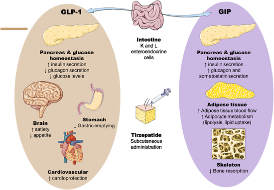 De biologische werking van de GLP-1 en GIP receptoren bij snel afvallen.